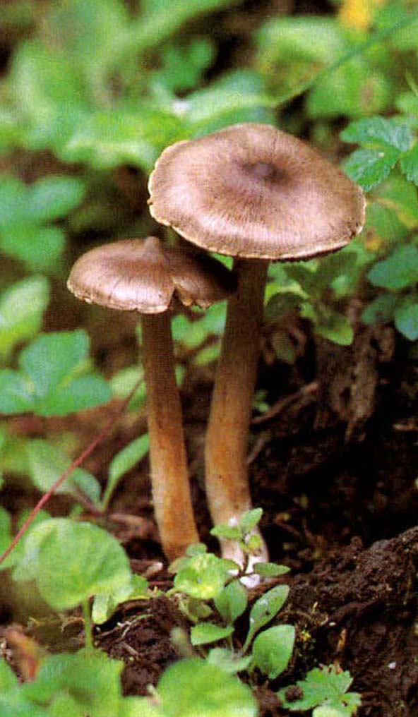 Inocybe fibrosa (Sow.) Gill.